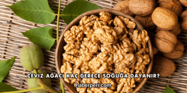 Ceviz Ağacı Kaç Derece Soğuğa Dayanır?