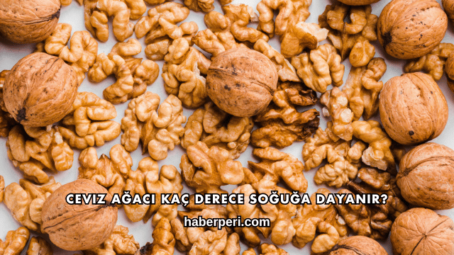 Ceviz Ağacı Kaç Derece Soğuğa Dayanır?