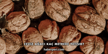 Ceviz Ağacı Kaç Metrede Yetişir?