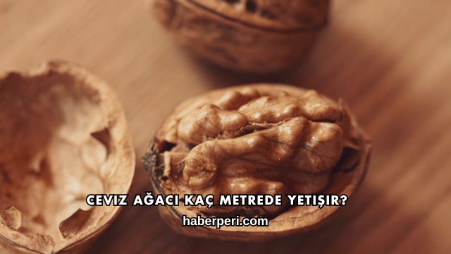 Ceviz Ağacı Kaç Metrede Yetişir?