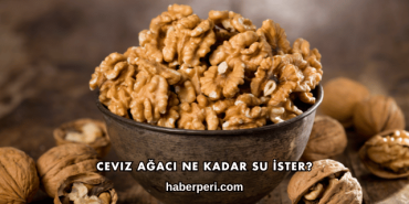 Ceviz Ağacı Ne Kadar Su İster?