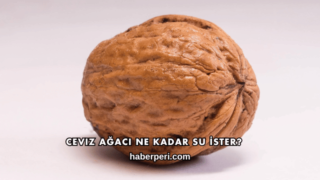 Ceviz Ağacı Ne Kadar Su İster?