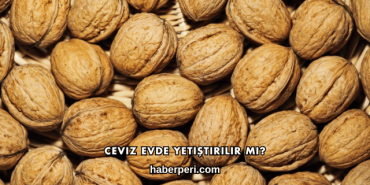 Ceviz Evde Yetiştirilir mi?