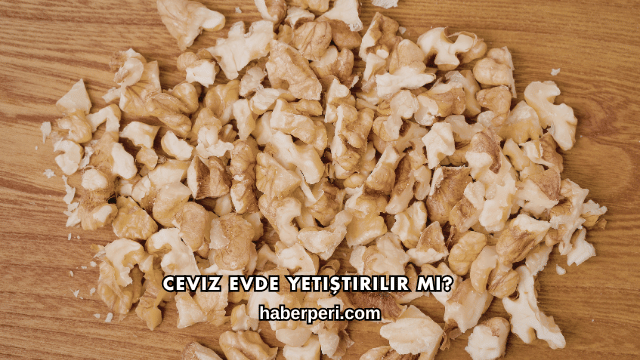 Ceviz Evde Yetiştirilir mi?