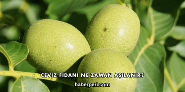 Ceviz Fidanı Ne Zaman Aşılanır?