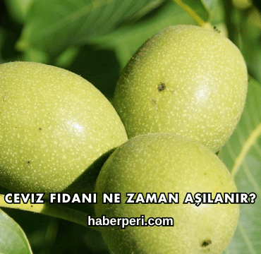 Ceviz Fidanı Ne Zaman Aşılanır?
