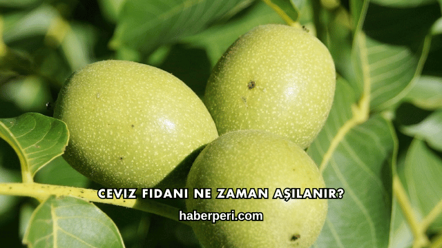 Ceviz Fidanı Ne Zaman Aşılanır?