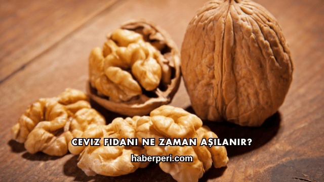 Ceviz Fidanı Ne Zaman Aşılanır?