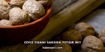 Ceviz Fidanı Saksıda Yetişir mi?