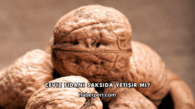 Ceviz Fidanı Saksıda Yetişir mi?