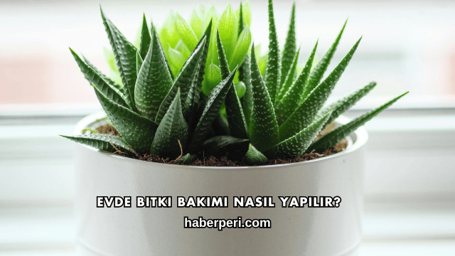 Saksı Değişimi Ne Zaman Yapılır?