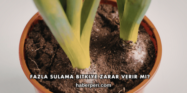 Fazla Sulama Bitkiye Zarar Verir mi?