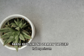 Saksı Değişimi Ne Zaman Yapılır?