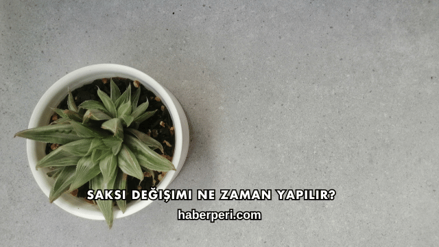 Saksı Değişimi Ne Zaman Yapılır?