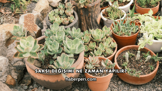 Saksı Değişimi Ne Zaman Yapılır?