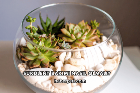 Sukulent Bakımı Nasıl Olmalı?