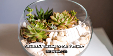 Sukulent Bakımı Nasıl Olmalı?